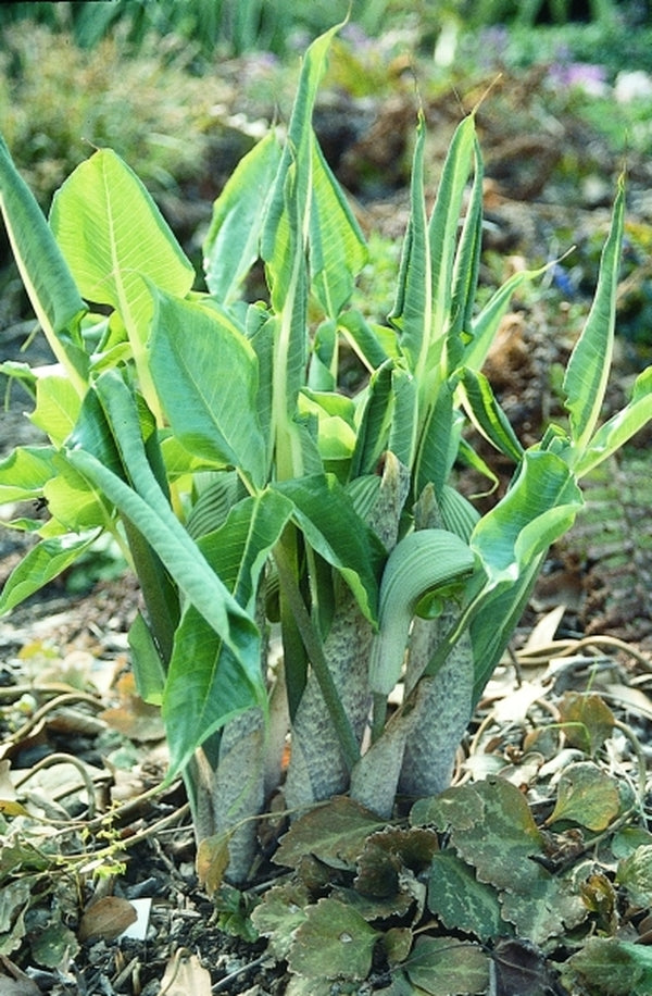 Image of Arisaema ringens taken at Juniper Level Botanic Gdn, NC by JLBG