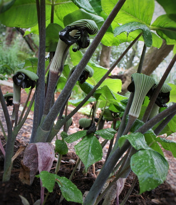 Image of Arisaema ringens taken at Juniper Level Botanic Gdn, NC by JLBG