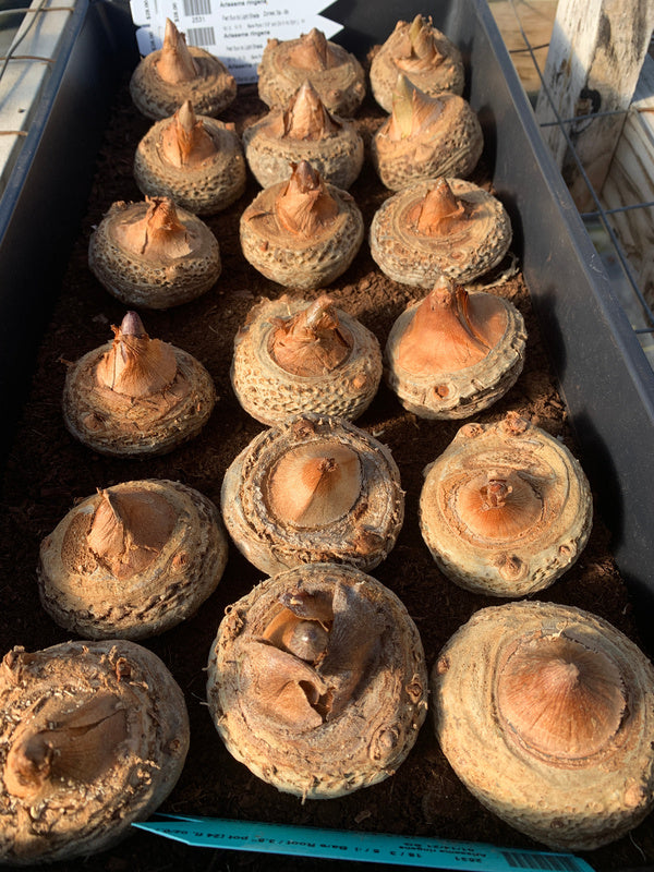 Image of Arisaema ringens taken at Juniper Level Botanic Gdn, NC by C. Hardison