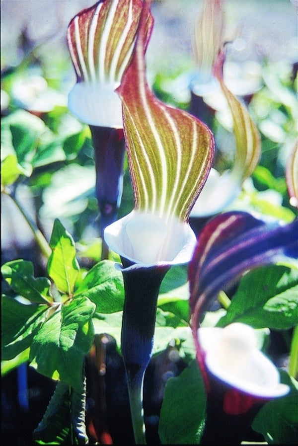 Image of Arisaema sikokianum taken at Juniper Level Botanic Gdn, NC by JLBG