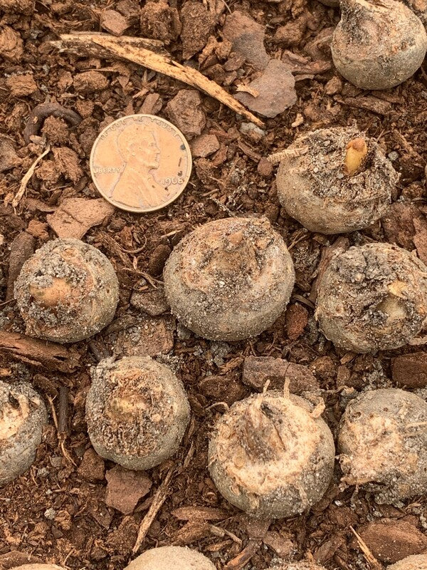 Image of Arisaema sikokianum taken at Juniper Level Botanic Gdn, NC by C. Hardison