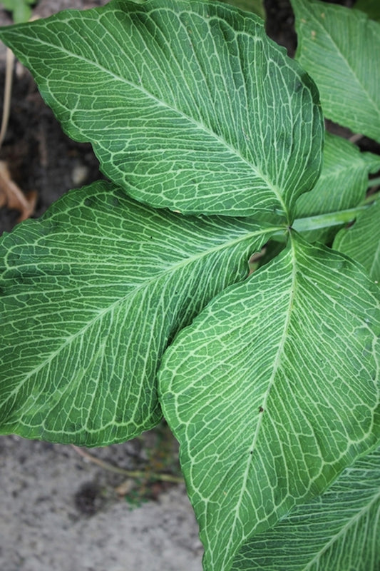 Image of Arisaema triphyllum 'Starburst' taken at Juniper Level Botanic Gdn, NC by JLBG
