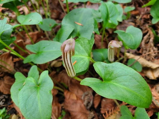 Image of Arisarum vulgare 'Lady Lakki' taken at Juniper Level Botanic Gdn, NC by JLBG