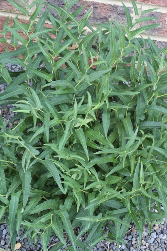 Image of Aristolochia serpentaria 'Eagle Rock' taken at Juniper Level Botanic Gdn, NC by JLBG
