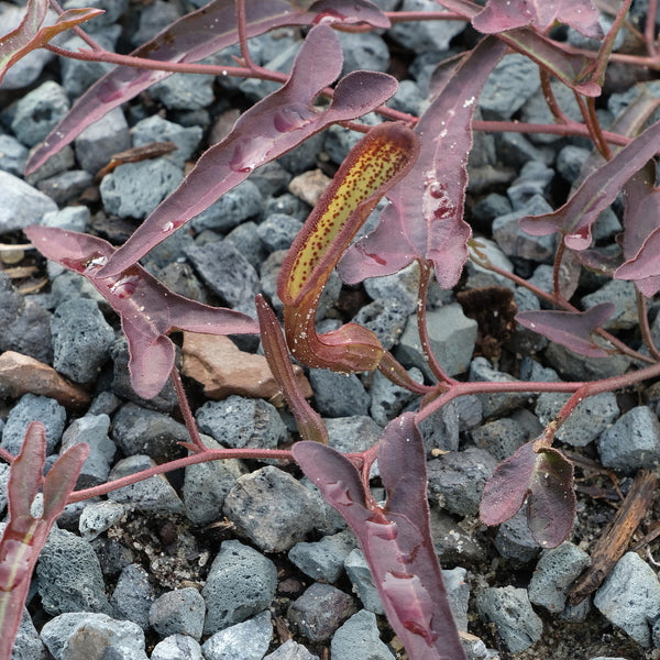 Image of Aristolochia watsonii taken at Juniper Level Botanic Gdn, NC by JLBG