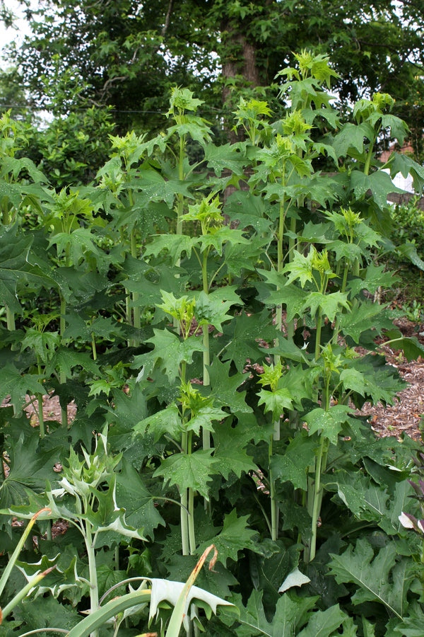 Image of Arnoglossum atriplicifolium 'Elmore Giant' taken at Juniper Level Botanic Gdn, NC by JLBG