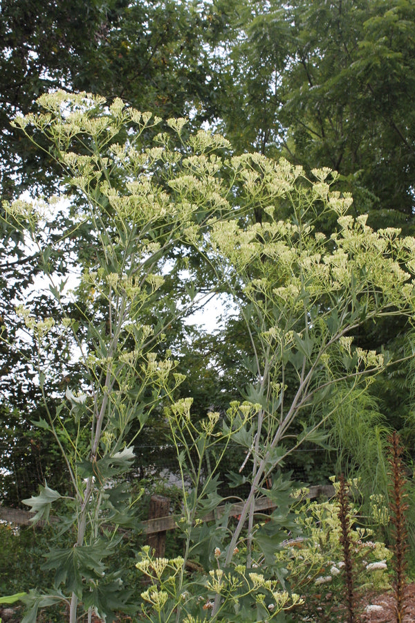 Image of Arnoglossum atriplicifolium 'Elmore Giant' taken at Juniper Level Botanic Gdn, NC by JLBG