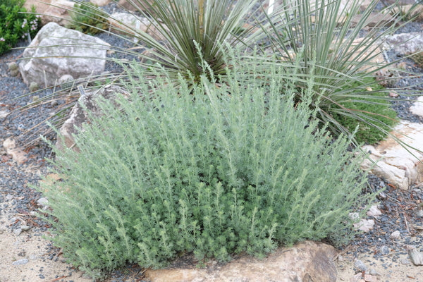 Image of Artemisia frigida 'Silver Eagle' taken at Juniper Level Botanic Gdn, NC by JLBG