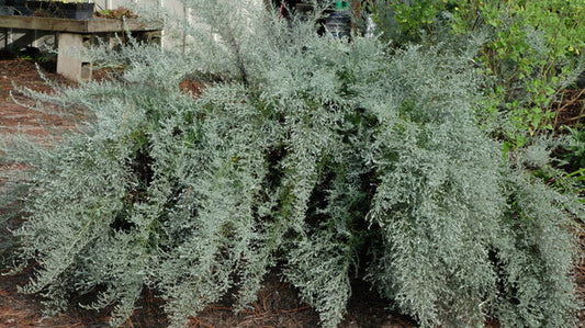 Image of Artemisia mexicana 'Fredericksburg' taken at Juniper Level Botanic Gdn, NC by JLBG