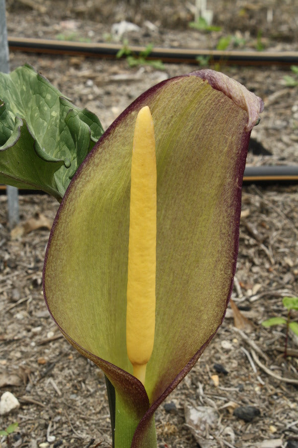 Image of Arum concinnatum 'Far and Away' taken at Juniper Level Botanic Gdn, NC by JLBG