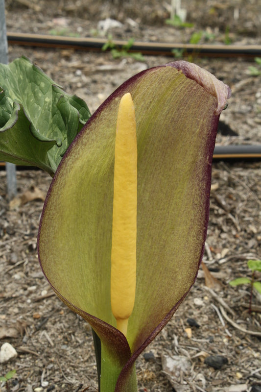 Image of Arum concinnatum 'Far and Away' taken at Juniper Level Botanic Gdn, NC by JLBG