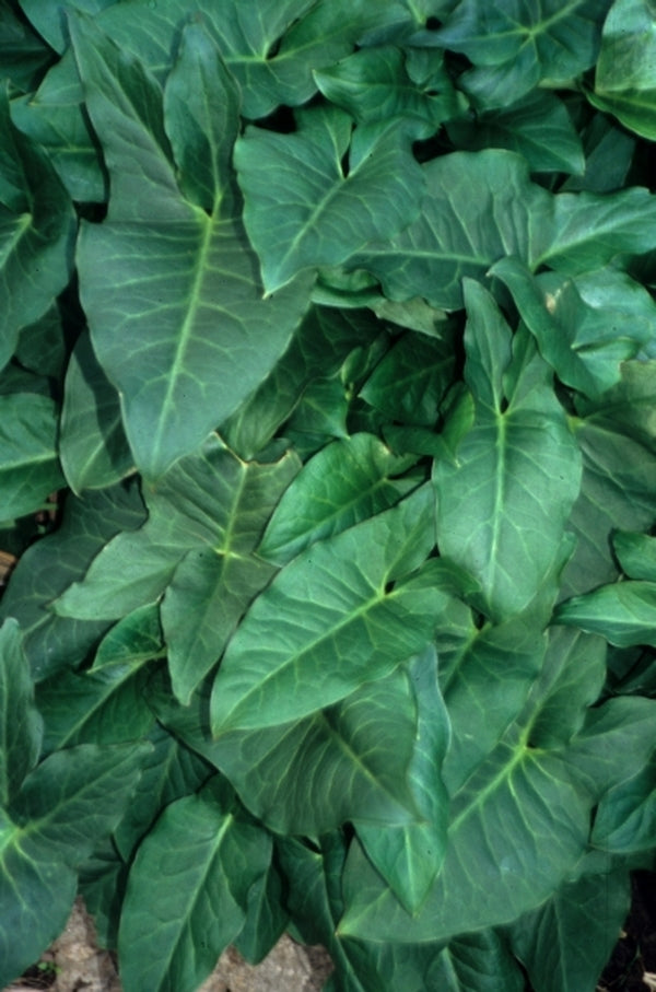 Image of Arum dioscoridis var. cyprium taken at Juniper Level Botanic Gdn, NC by JLBG