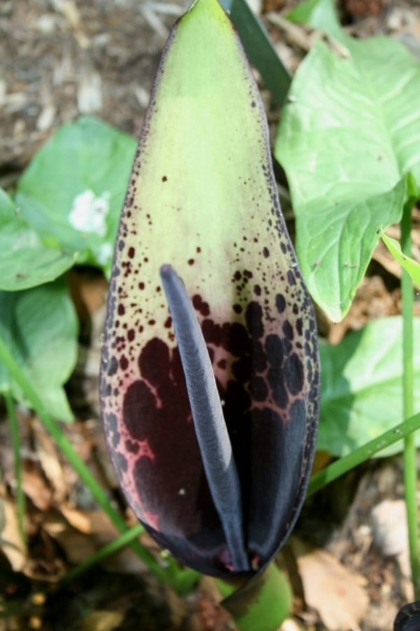 Image of Arum dioscoridis var. cyprium taken at Juniper Level Botanic Gdn, NC by JLBG