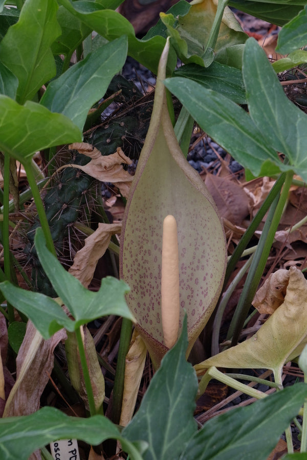 Image of Arum x diotalicum 'Love Child' taken at Juniper Level Botanic Gdn, NC by JLBG