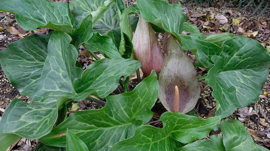 Image of Arum italicum 'Jet Black Wonder' taken at Juniper Level Botanic Gdn, NC by JLBG