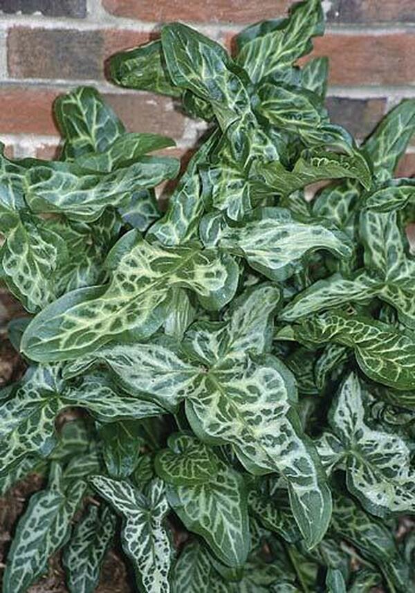 Image of Arum italicum 'Marmoratum' taken at Juniper Level Botanic Gdn, NC by JLBG