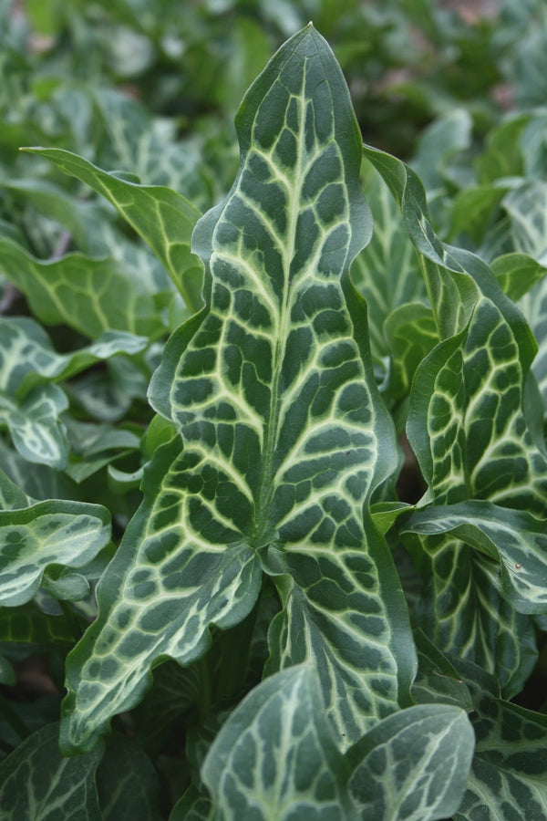 Image of Arum italicum 'Marmoratum' taken at Juniper Level Botanic Gdn, NC by JLBG