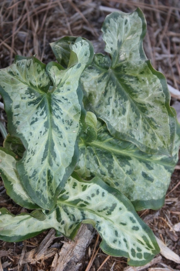 Image of Arum italicum PDN Clouded Forms taken at Juniper Level Botanic Gdn, NC by JLBG
