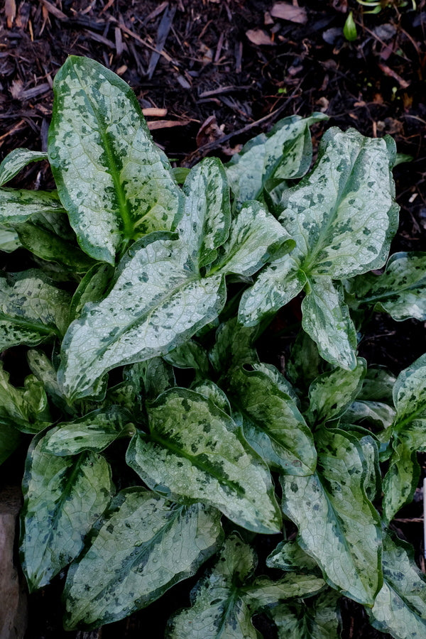 Image of Arum italicum 'Silverella' taken at Juniper Level Botanic Gdn, NC by JLBG
