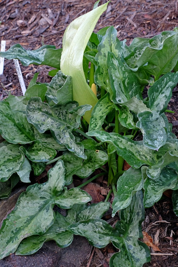 Image of Arum italicum 'Silverella' taken at Juniper Level Botanic Gdn, NC by JLBG