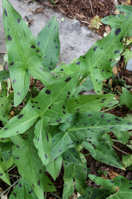 Image of Arum italicum 'Spot On' taken at Juniper Level Botanic Gdn, NC by JLBG