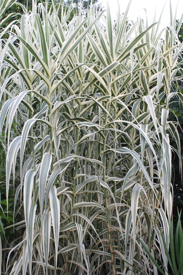 peppermint stick succulent Arundo donax Peppermint Stick