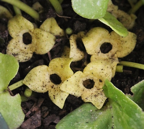 Image of Asarum 'Setsu Getsu Ka' taken at Juniper Level Botanic Gdn, NC by JLBG