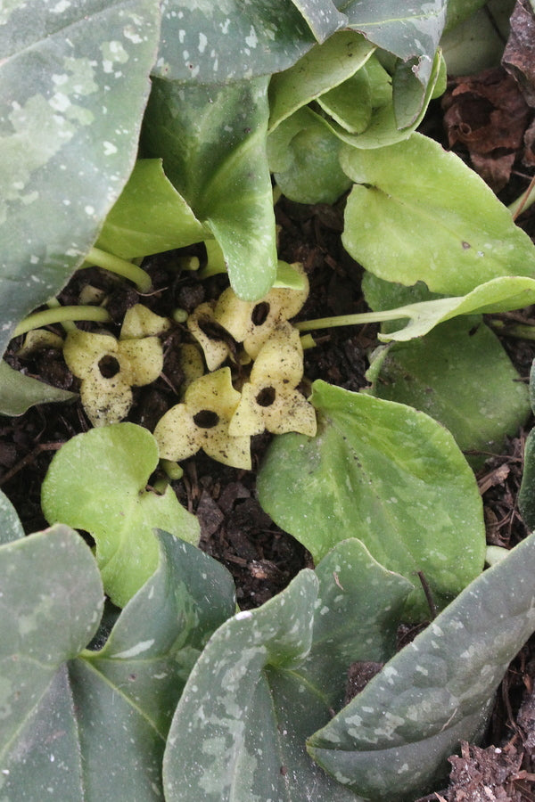 Image of Asarum 'Tama Rasya' taken at Juniper Level Botanic Gdn, NC by JLBG