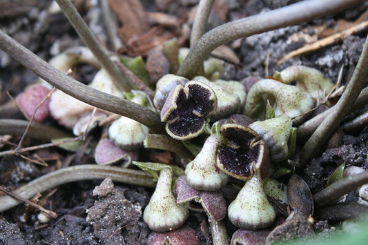 Image of Asarum crassum 'Green Glass' taken at Juniper Level Botanic Gdn, NC by JLBG