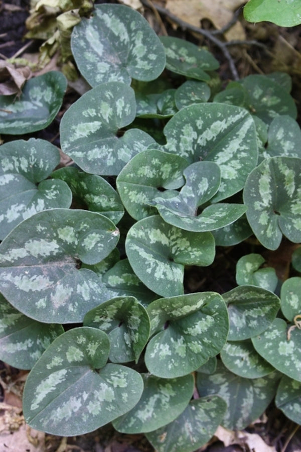 Image of Asarum fauriei var. takaoi 'Galaxy' taken at Juniper Level Botanic Gdn, NC by JLBG