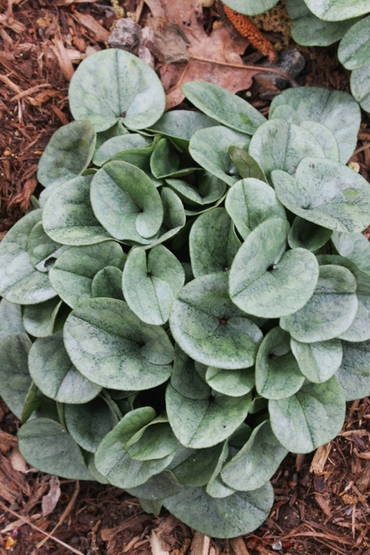 Image of Asarum fauriei var. takaoi 'Ginba' taken at Juniper Level Botanic Gdn, NC by JLBG