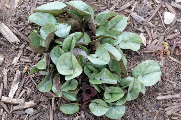 Image of Asarum fauriei var. takaoi 'Ginba' taken at Juniper Level Botanic Gdn, NC by JLBG