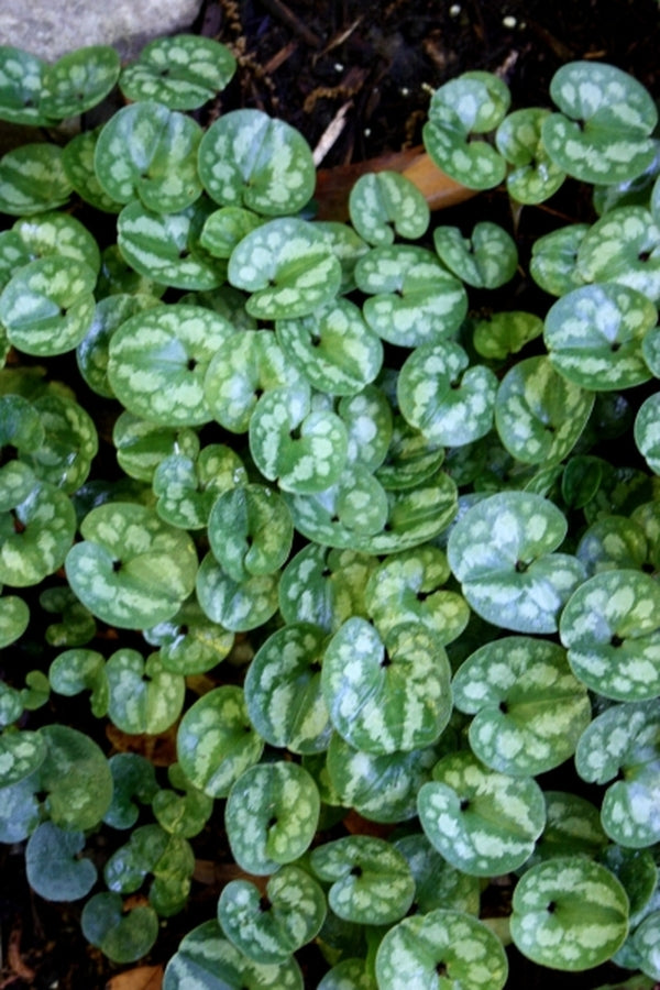 Image of Asarum fauriei var. takaoi 'Roundabout' taken at Juniper Level Botanic Gdn, NC by JLBG