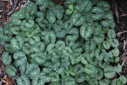 Image of Asarum fauriei var. takaoi 'Roundabout' taken at Juniper Level Botanic Gdn, NC by JLBG