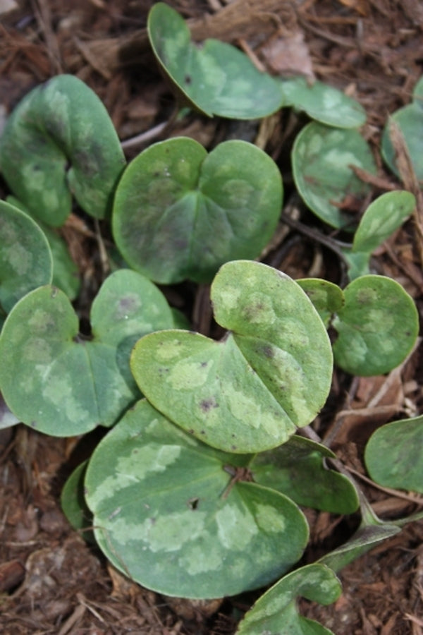 Image of Asarum fauriei var. takaoi taken at Juniper Level Botanic Gdn, NC by JLBG