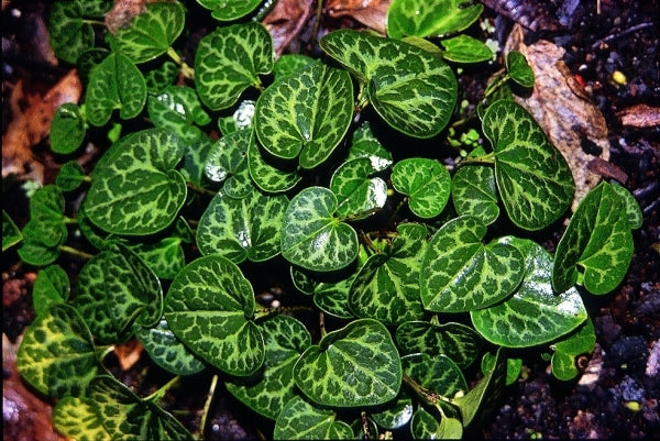 Image of Asarum harperi 'Callaway' taken at Juniper Level Botanic Gdn, NC by JLBG