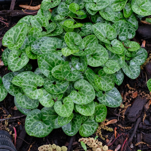 Image of Asarum harperi 'Callaway' taken at Juniper Level Botanic Gdn, NC