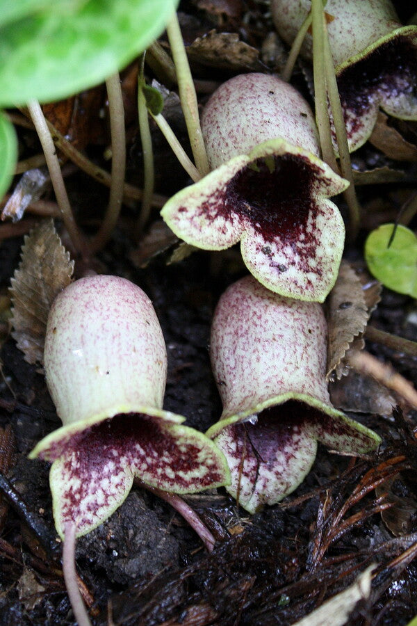 Image of Asarum harperi 'Callaway' taken at Juniper Level Botanic Gdn, NC by JLBG