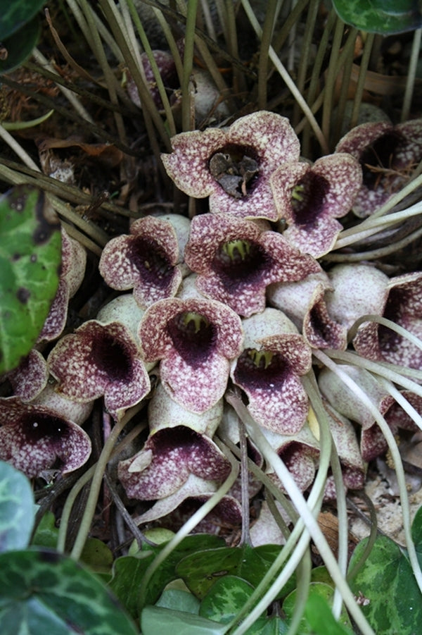 Image of Asarum harperi 'Velvet Queen' taken at Juniper Level Botanic Gdn, NC by JLBG