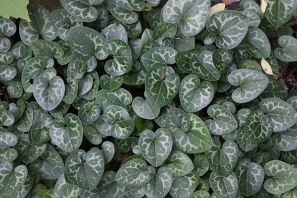 Image of Asarum harperi 'Velvet Queen' taken at Juniper Level Botanic Gdn, NC by JLBG