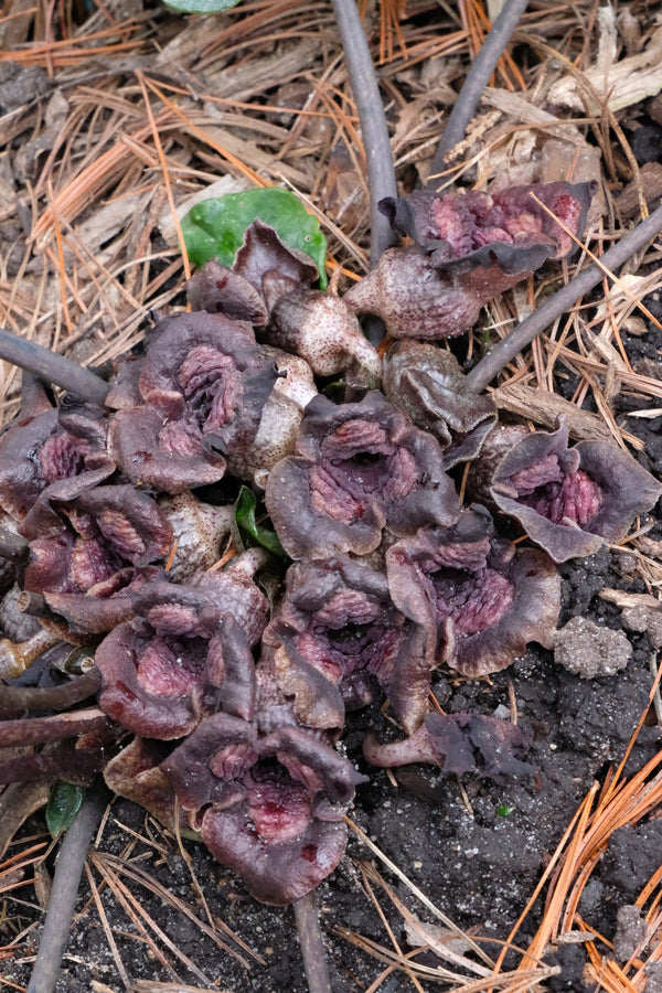Image of Asarum hypogynum 'Spit Shine' taken at Juniper Level Botanic Gdn, NC by JLBG