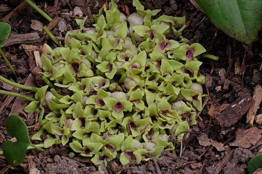 Image of Asarum ichangense 'Ichang Lemon' taken at Juniper Level Botanic Gdn, NC by JLBG