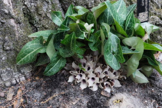 Image of Asarum kiusianum var. tubulosum 'Aquarius' taken at Juniper Level Botanic Gdn, NC by JLBG
