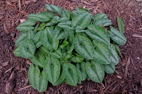 Image of Asarum kurosawae 'Saddleback' taken at Juniper Level Botanic Gdn, NC