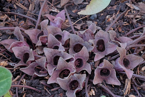 Image of Asarum kurosawae 'Saddleback' taken at Juniper Level Botanic Gdn, NC