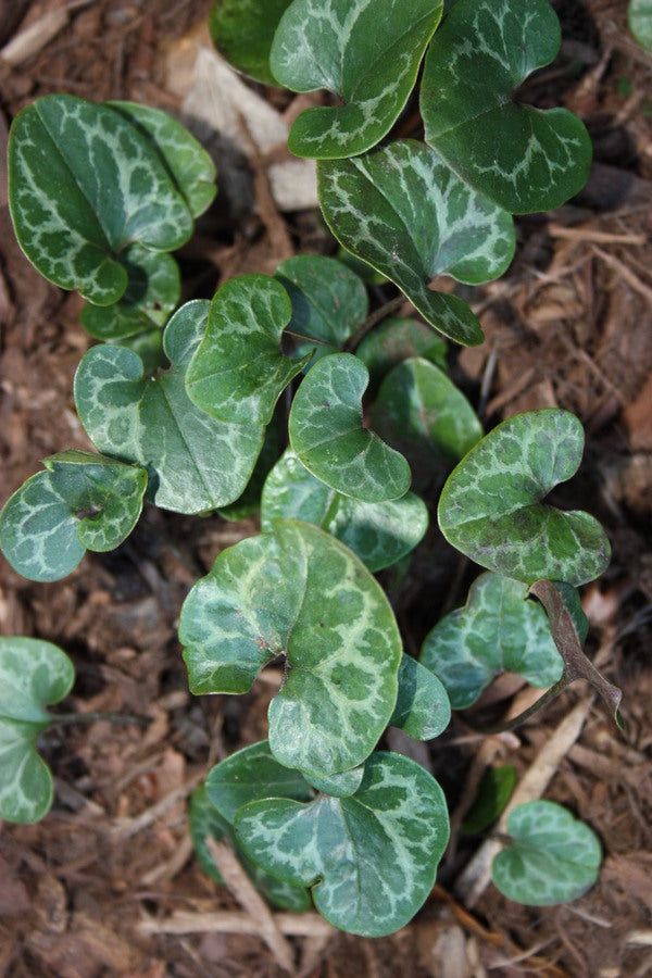 Image of Asarum lewisii 'Flossie' taken at Juniper Level Botanic Gdn, NC by JLBG