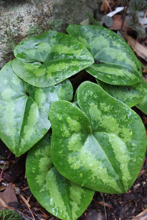 Image of Asarum maximum 'Ling Ling' taken at O. Johnson Gdn, GA