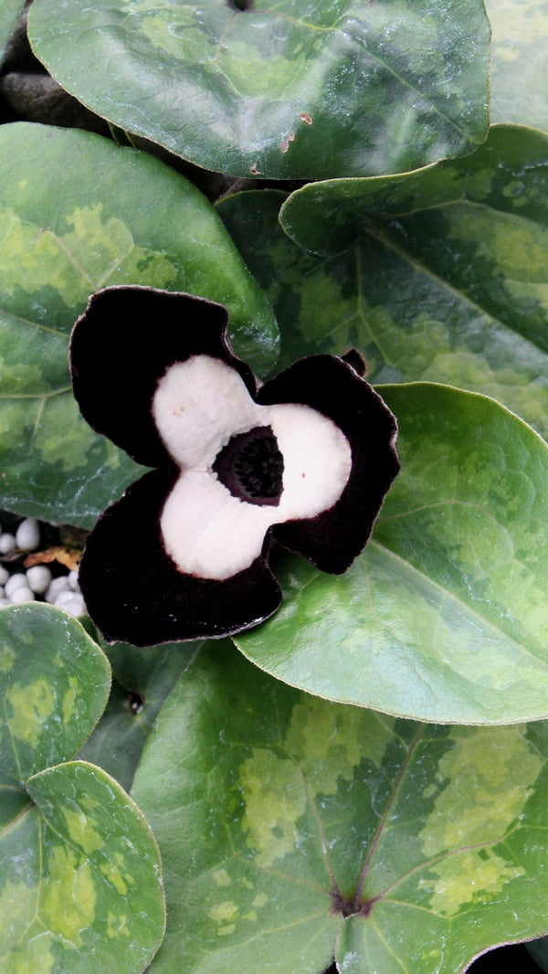 Image of Asarum maximum 'Ling Ling' taken at Juniper Level Botanic Gdn, NC by JLBG
