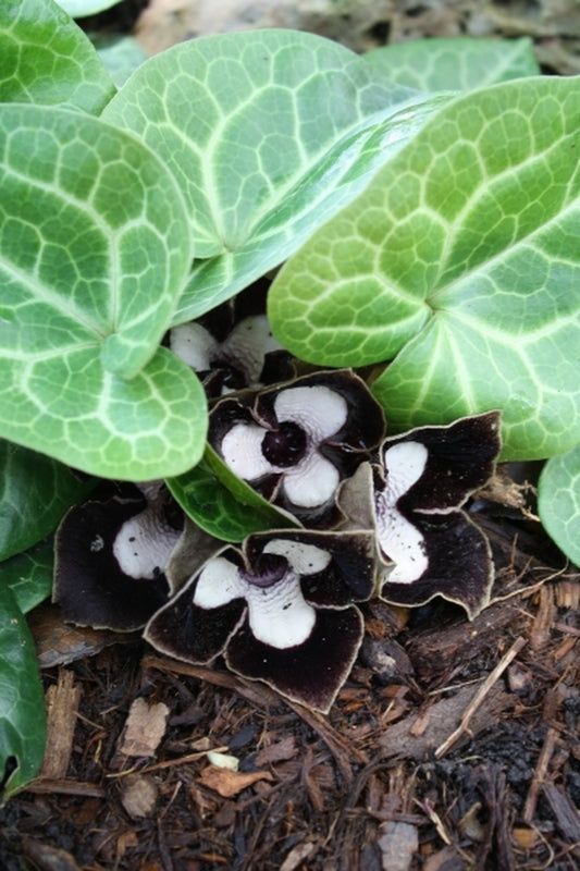 Image of Asarum maximum 'Shell Shocked' taken at Juniper Level Botanic Gdn, NC by JLBG