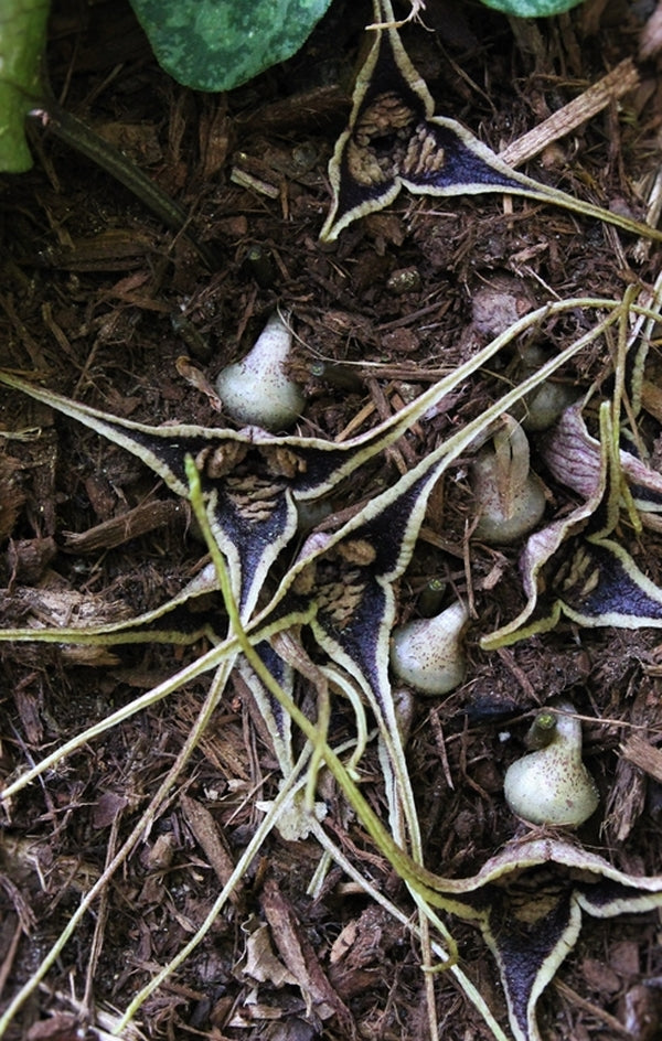 Image of Asarum minamitanianum taken at Juniper Level Botanic Gdn, NC by JLBG